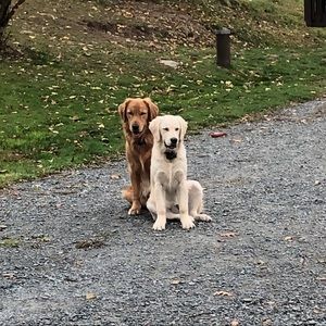 Meet your Posher, William